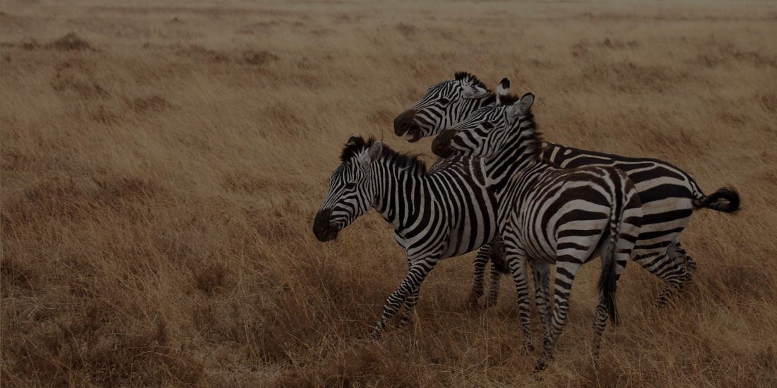 ZEBRAS