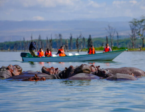 Hangout with Hippos